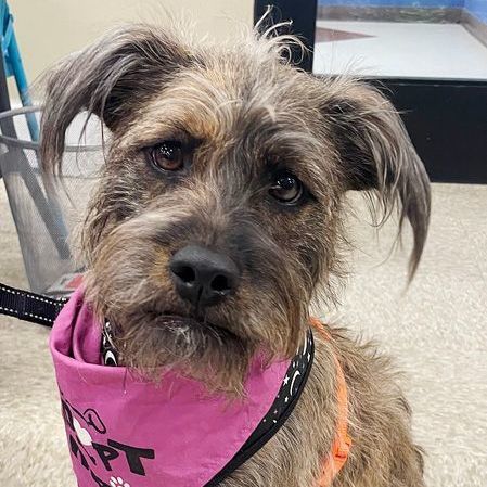 Border terrier sale schnauzer mix