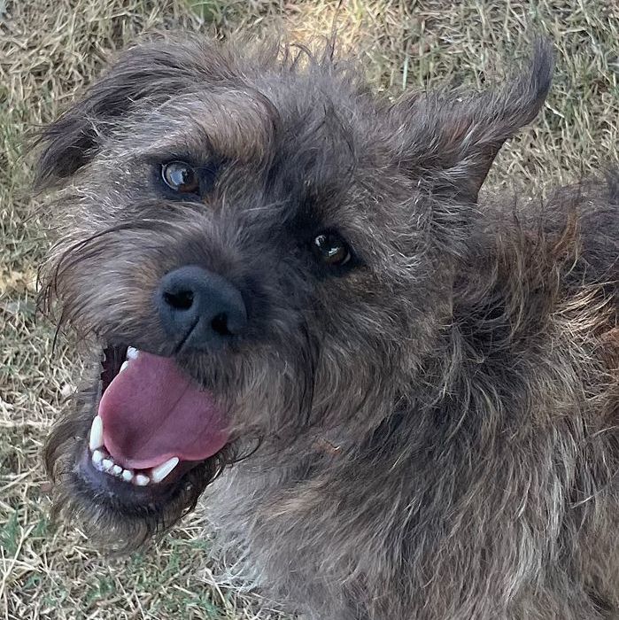 Cara, an adoptable Border Terrier & Schnauzer Mix in Oklahoma City, OK_image-5