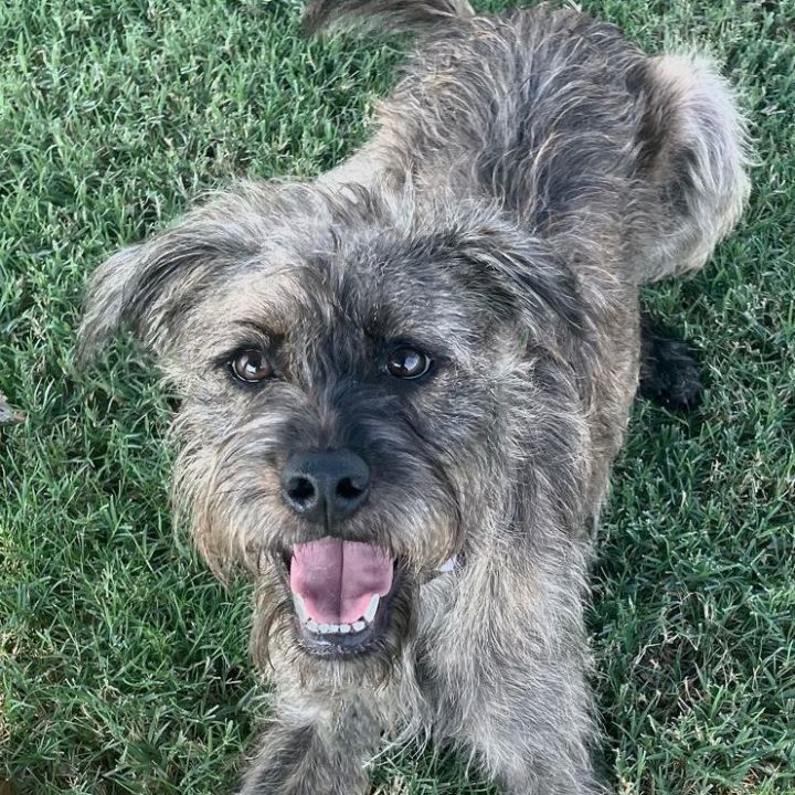 Border terrier hot sale schnauzer mix