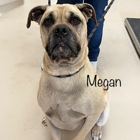 Megan 23407, an adoptable Mastiff in Escanaba, MI, 49829 | Photo Image 2