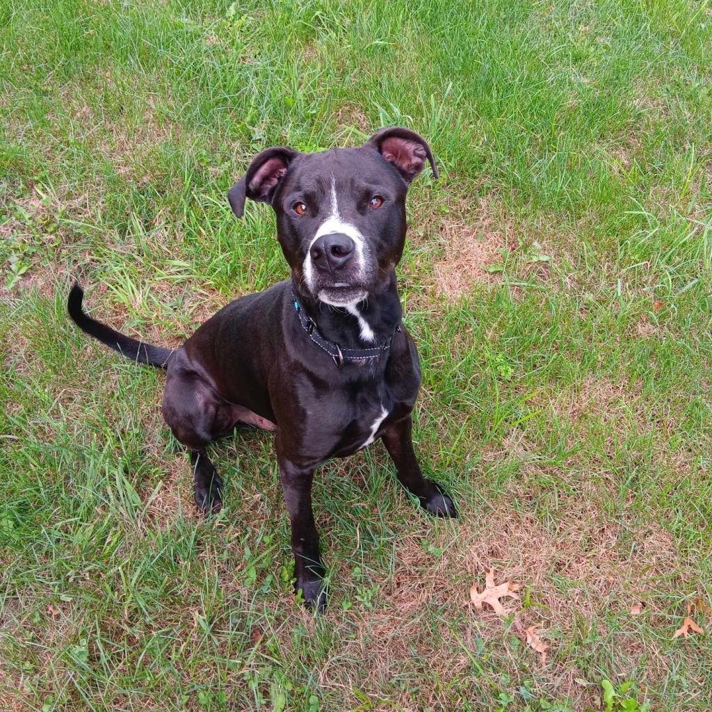 Rocky, an adoptable Mixed Breed in Beckley, WV, 25802 | Photo Image 1