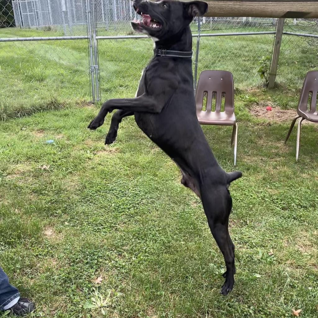 Rocky, an adoptable Mixed Breed in Beckley, WV, 25802 | Photo Image 2