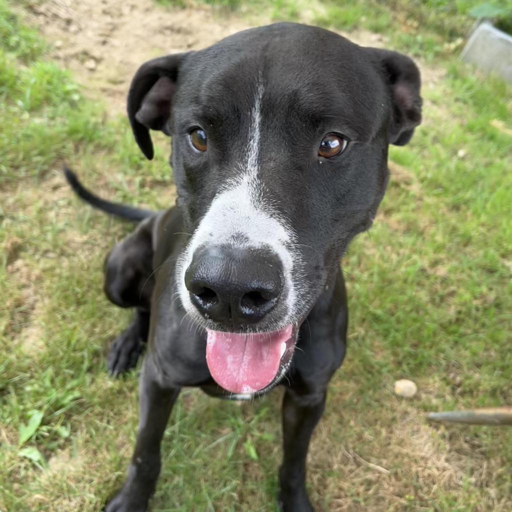 Rocky, an adoptable Mixed Breed in Beckley, WV, 25802 | Photo Image 3