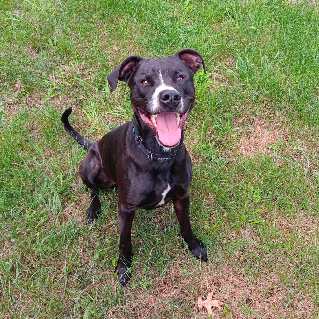 Rocky, an adoptable Mixed Breed in Beckley, WV, 25802 | Photo Image 4