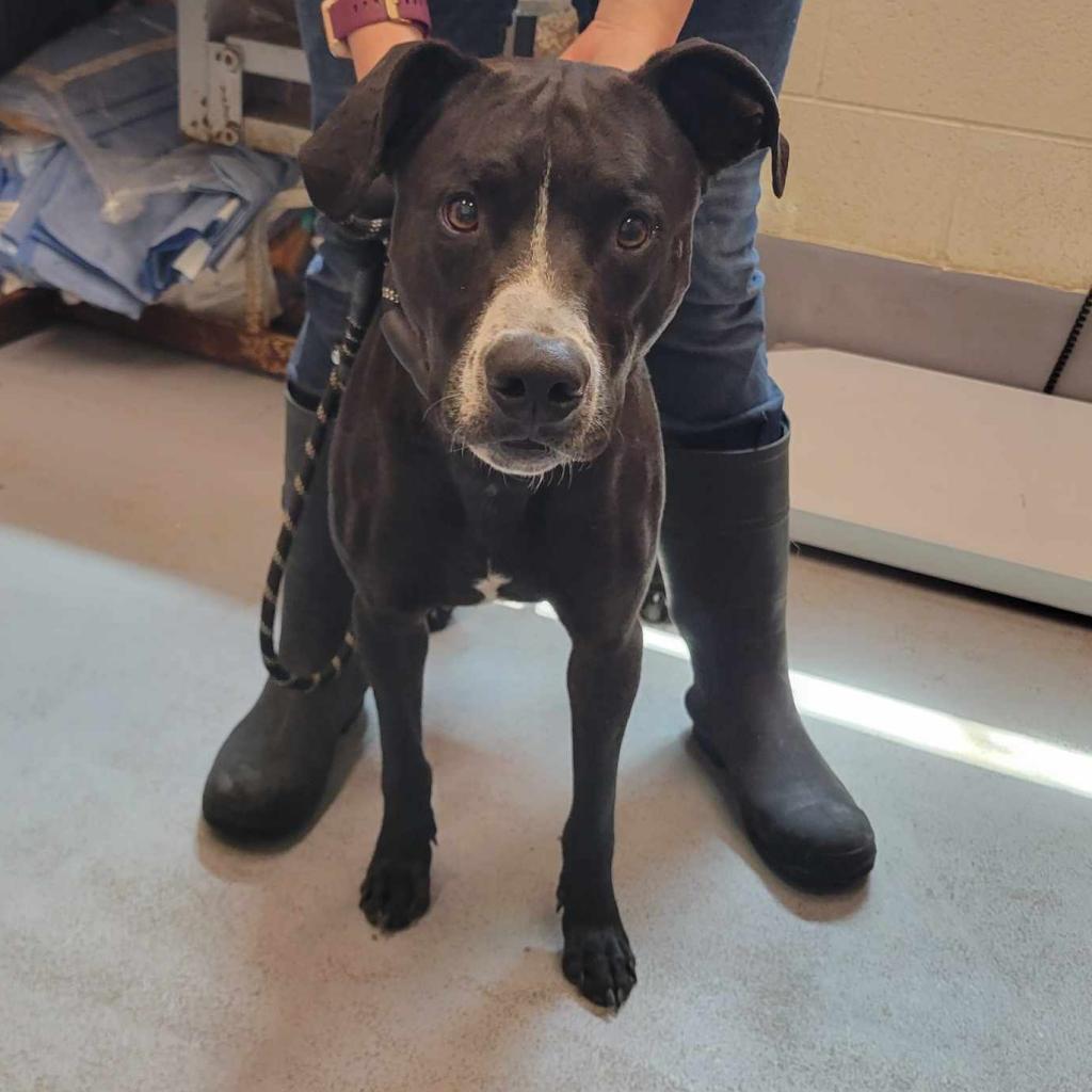 Rocky, an adoptable Mixed Breed in Beckley, WV, 25802 | Photo Image 5