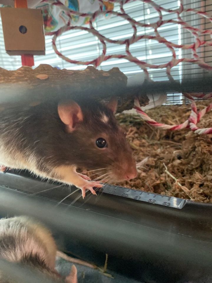 Rat for adoption - Courtesy Post: Louie and Vinny, a Rat in