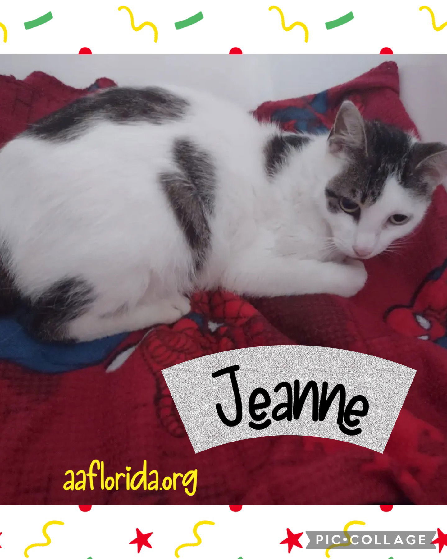 Jeanne, an adoptable American Bobtail, Domestic Medium Hair in Pensacola, FL, 32534 | Photo Image 1