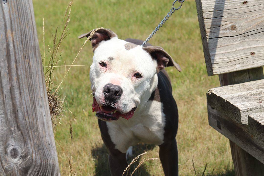 Zoey, an adoptable Pit Bull Terrier in Ionia, MI, 48846 | Photo Image 2