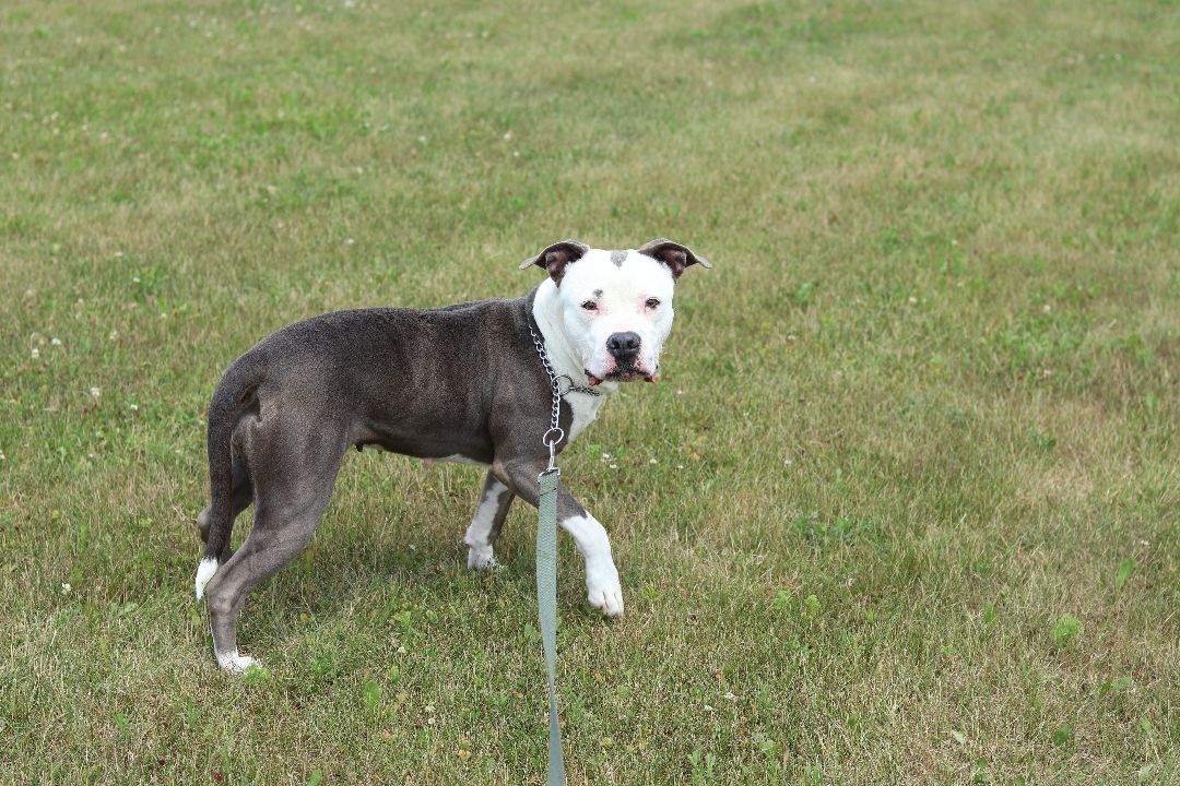 Zoey, an adoptable Pit Bull Terrier in Ionia, MI, 48846 | Photo Image 3