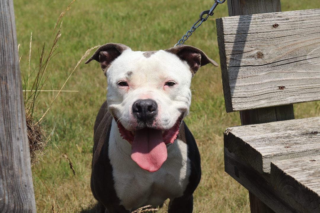 Zoey, an adoptable Pit Bull Terrier in Ionia, MI, 48846 | Photo Image 1