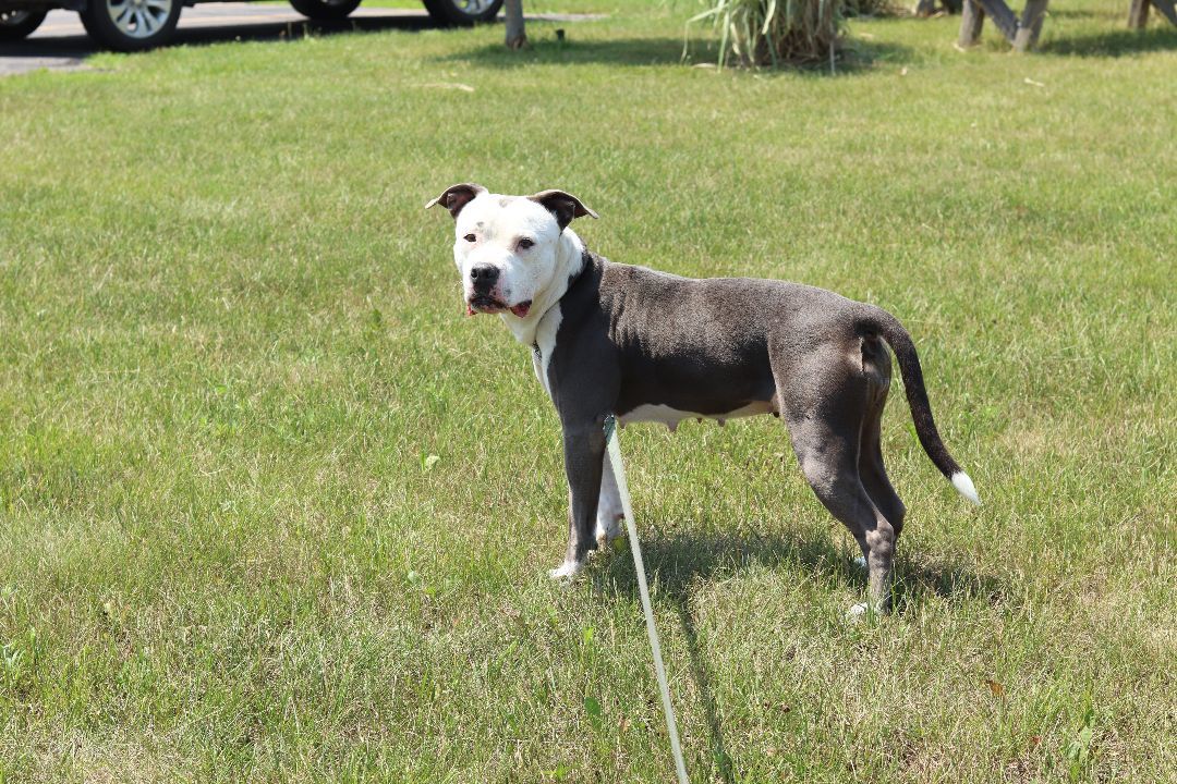 Zoey, an adoptable Pit Bull Terrier in Ionia, MI, 48846 | Photo Image 6