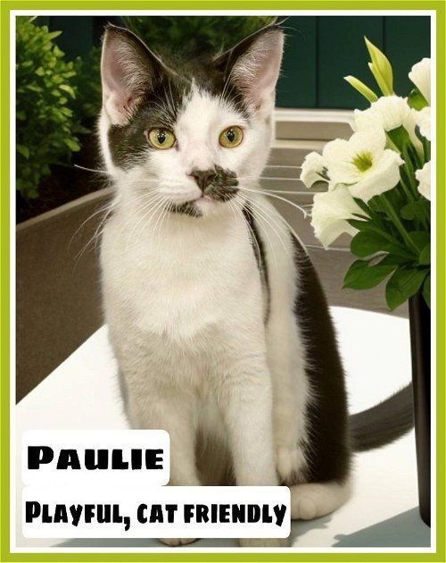 Paulie (FCID# 06/08/2023 - 61)