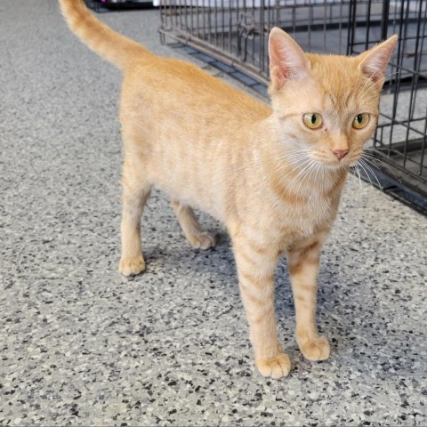 Sunny (mom), an adoptable Domestic Short Hair in Mondovi, WI, 54755 | Photo Image 1