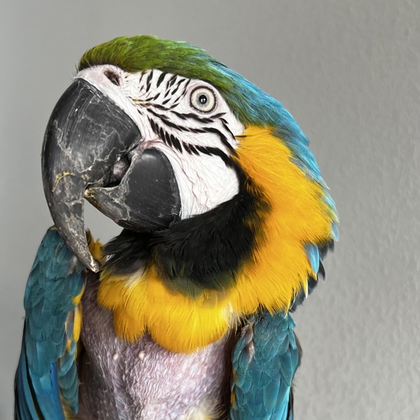 Echo 1