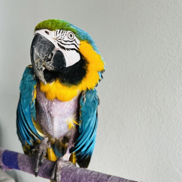 Echo 2