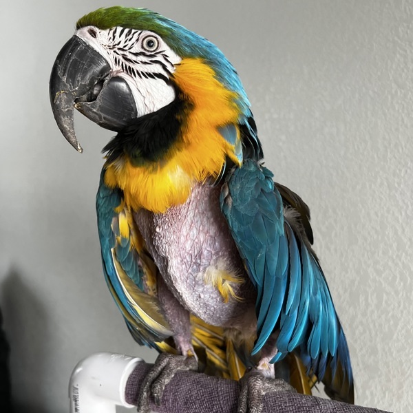 Echo 4