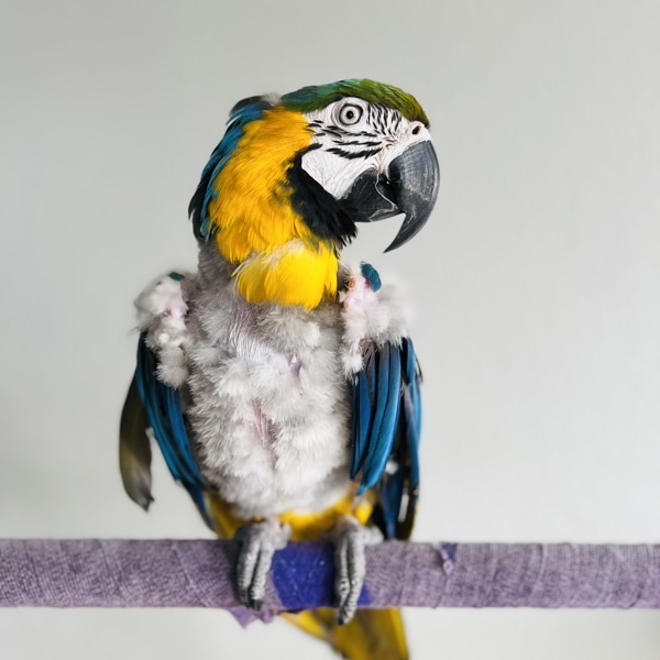 Rambo
