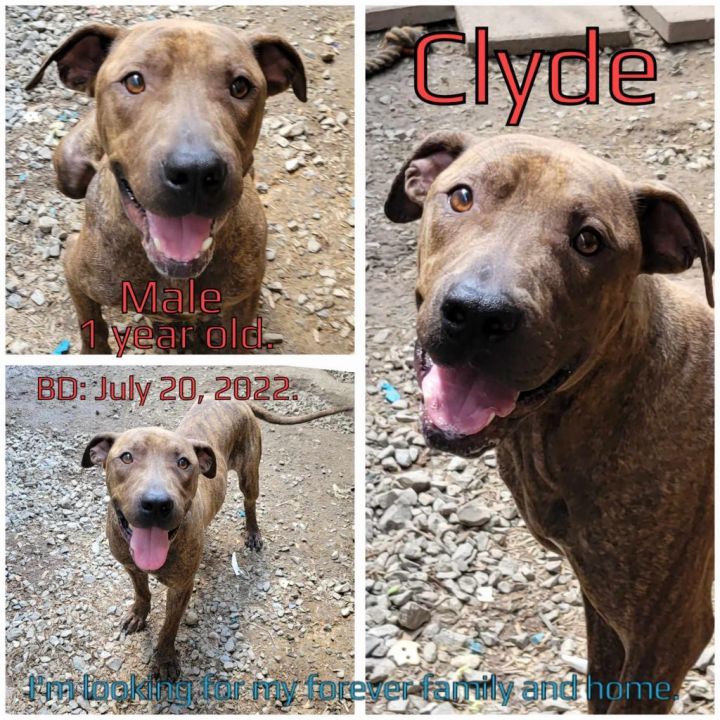 Clyde 2