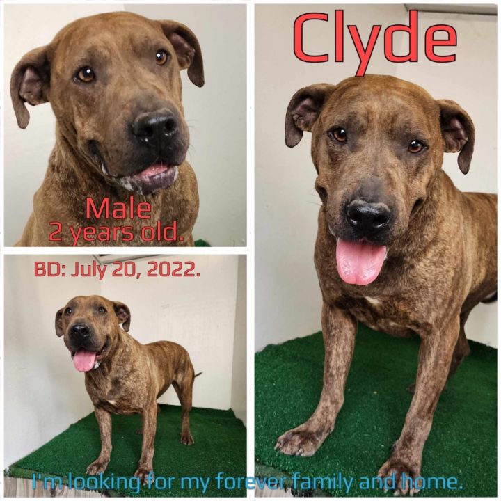 Clyde 3