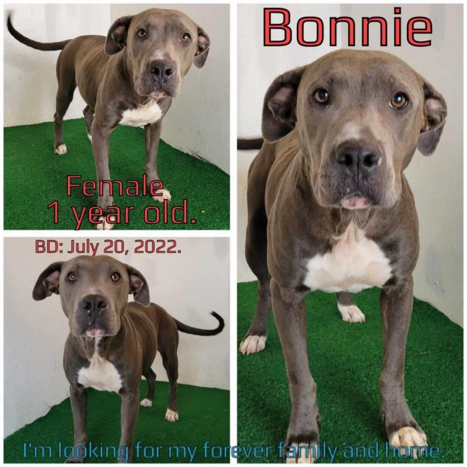 Bonnie