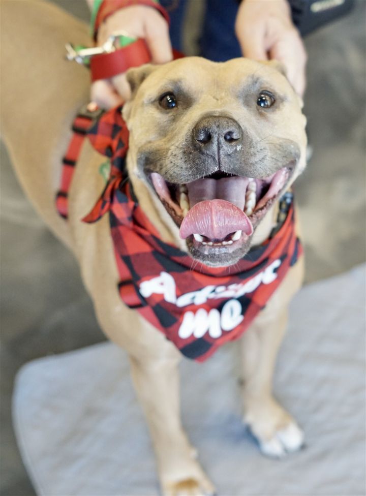 Dog for adoption Eli a Pit Bull Terrier Mix in Crystal MN