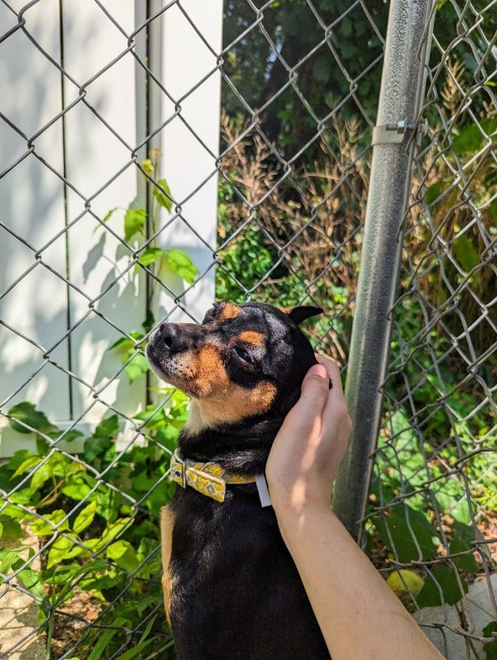 Master , an adoptable Chihuahua Mix in Kalamazoo, MI_image-2
