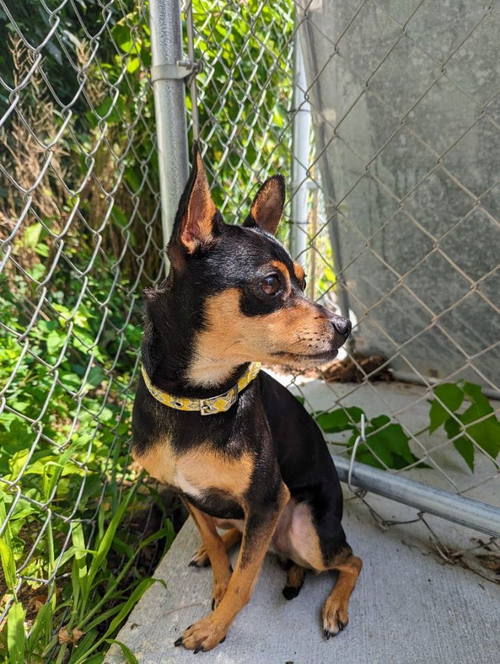 Master , an adoptable Chihuahua Mix in Kalamazoo, MI_image-5