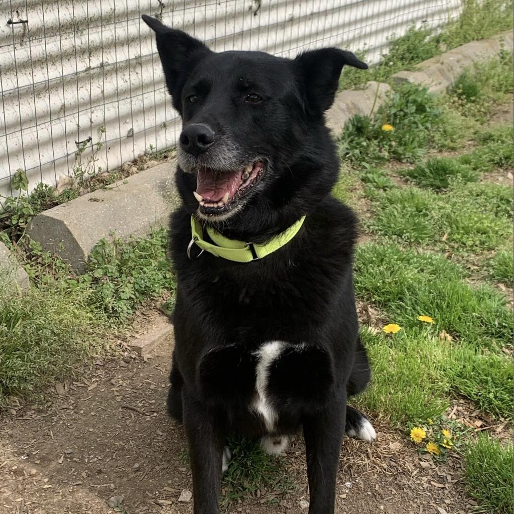 Tux, an adoptable Belgian Shepherd / Malinois in Camden, DE, 19934 | Photo Image 1