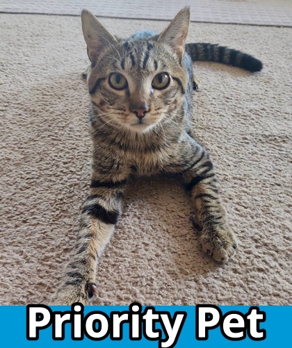 Mr. Magoo `A PRIORITY PET`, an adoptable Domestic Short Hair in Columbia, SC, 29211 | Photo Image 1