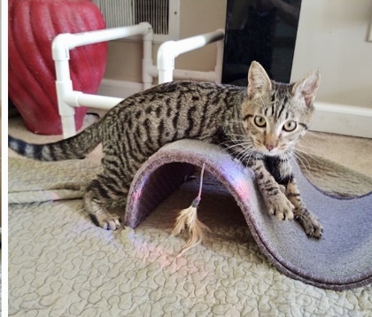 Mr. Magoo `A PRIORITY PET`, an adoptable Domestic Short Hair in Columbia, SC, 29211 | Photo Image 2