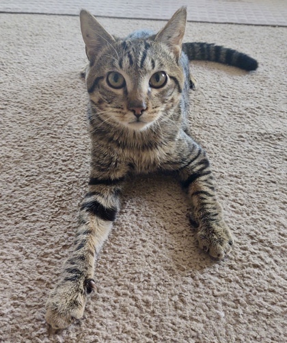 Mr. Magoo `A PRIORITY PET`, an adoptable Domestic Short Hair in Columbia, SC, 29211 | Photo Image 3