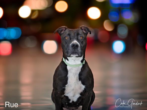 RUE, an adoptable Mixed Breed in Santa Fe, NM, 87507 | Photo Image 1