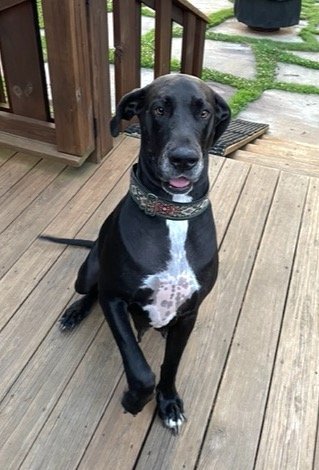 Dog for adoption - Kismet, a Great Dane in Iron Station, NC
