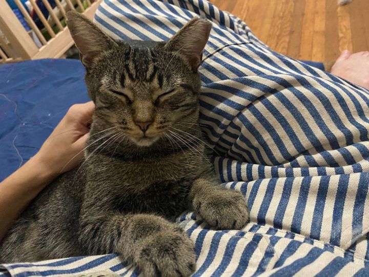 Bravery Ogden (50% off adoption fees!) 2