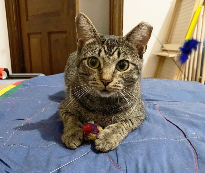 Bravery Ogden (50% off adoption fees!), an adoptable Domestic Short Hair in Philadelphia, PA_image-1