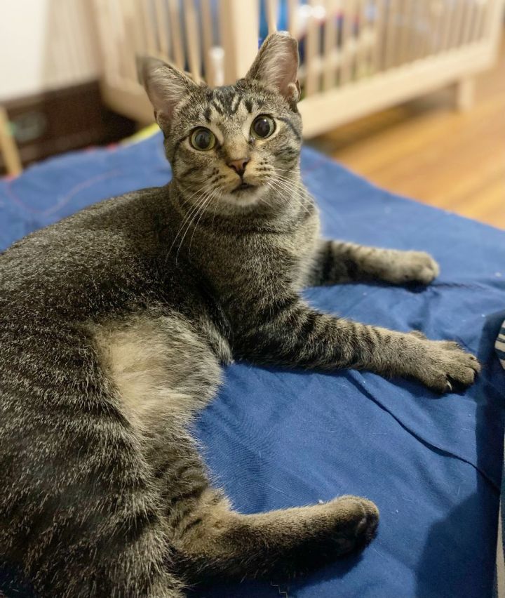 Bravery Ogden (50% off adoption fees!) 3