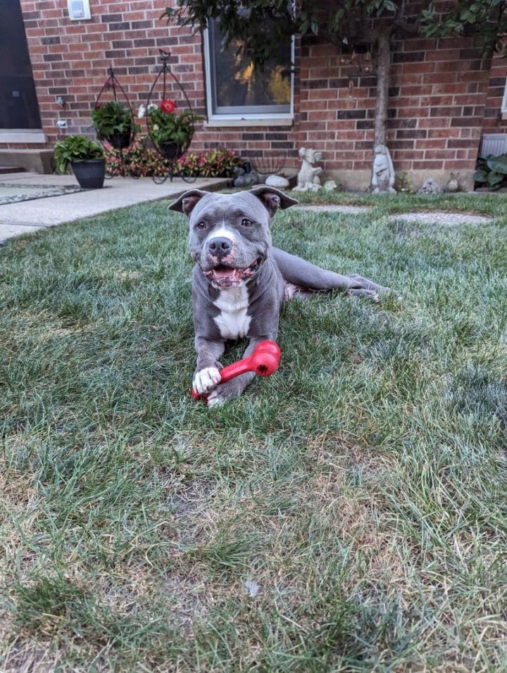 Margo, an adoptable American Bulldog in Hoffman Estates, IL_image-1