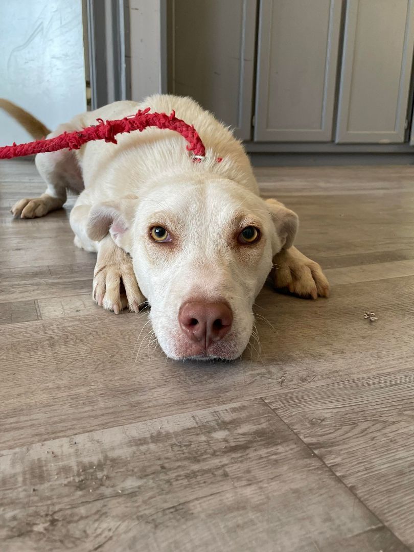 Cooper, an adoptable Yellow Labrador Retriever in Socorro, NM, 87801 | Photo Image 1