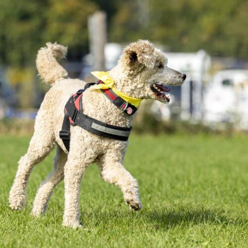 Rusty, an adoptable Standard Poodle in Sunderland, ON, L0C 1H0 | Photo Image 2