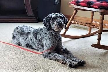 Dusty, an adoptable Standard Poodle in Napanee, ON, K7R 3K6 | Photo Image 2