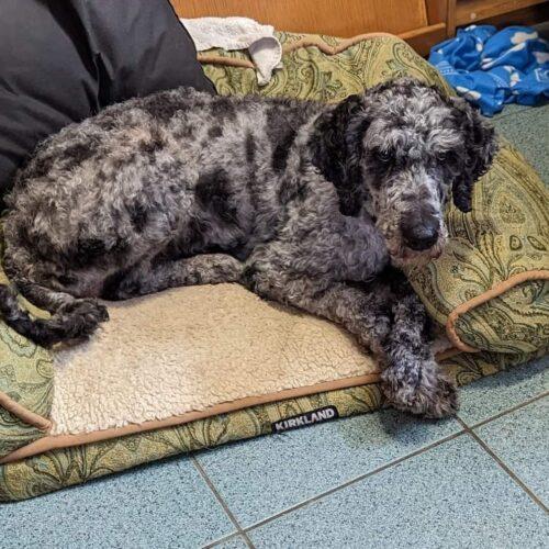 Dusty, an adoptable Standard Poodle in Napanee, ON, K7R 3K6 | Photo Image 3