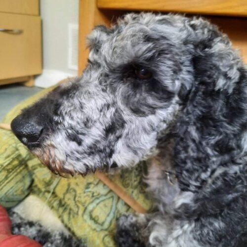 Dusty, an adoptable Standard Poodle in Napanee, ON, K7R 3K6 | Photo Image 4