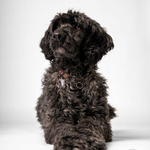 Valen, an adoptable Standard Poodle, Old English Sheepdog in Killaloe, ON, K0J 2A0 | Photo Image 4