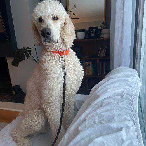 Standard poodle not sales shaved