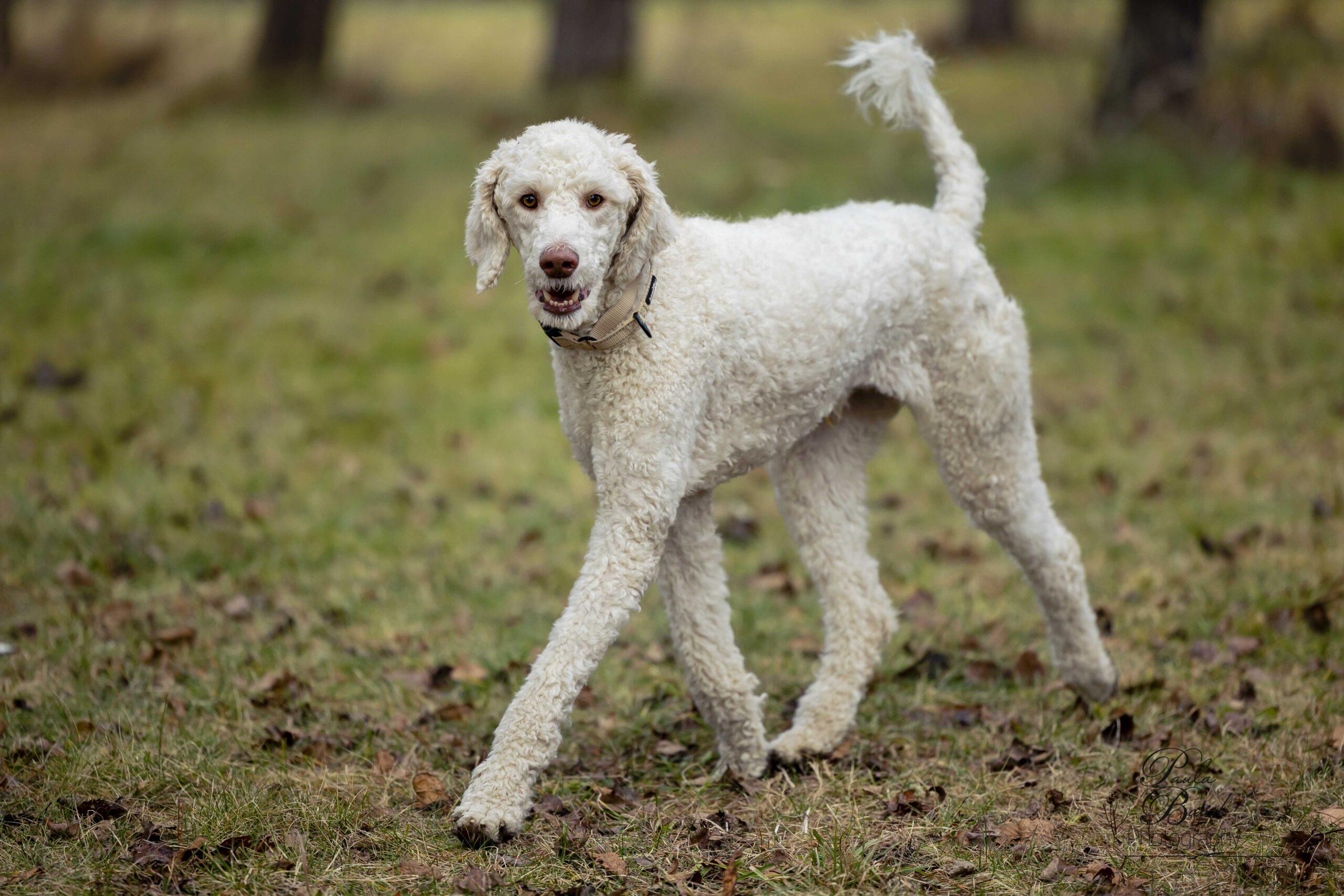 Standard poodle rescue and hot sale rehome