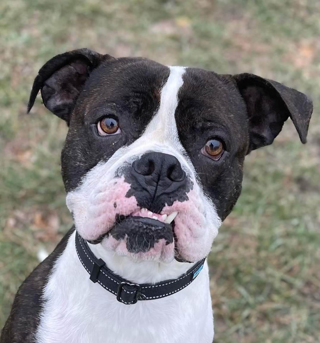Drago - FOSTER OR ADOPT ME!!, an adoptable Boxer in Shakopee, MN, 55379 | Photo Image 1
