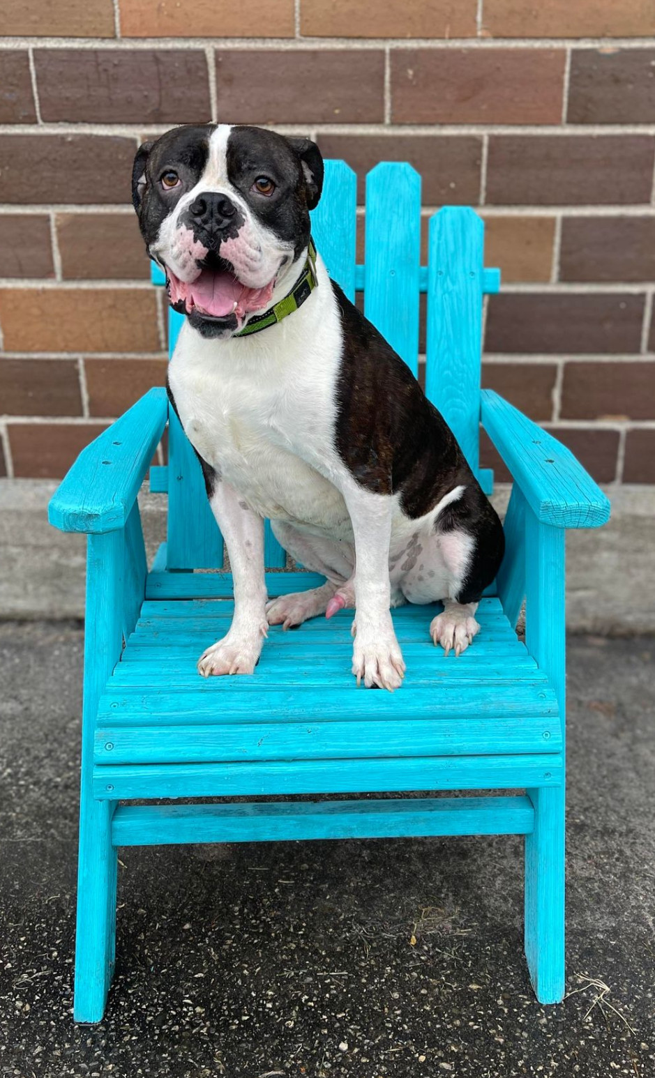 Drago - FOSTER OR ADOPT ME!!, an adoptable Boxer in Shakopee, MN, 55379 | Photo Image 2