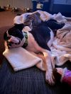 Drago - FOSTER OR ADOPT ME!!