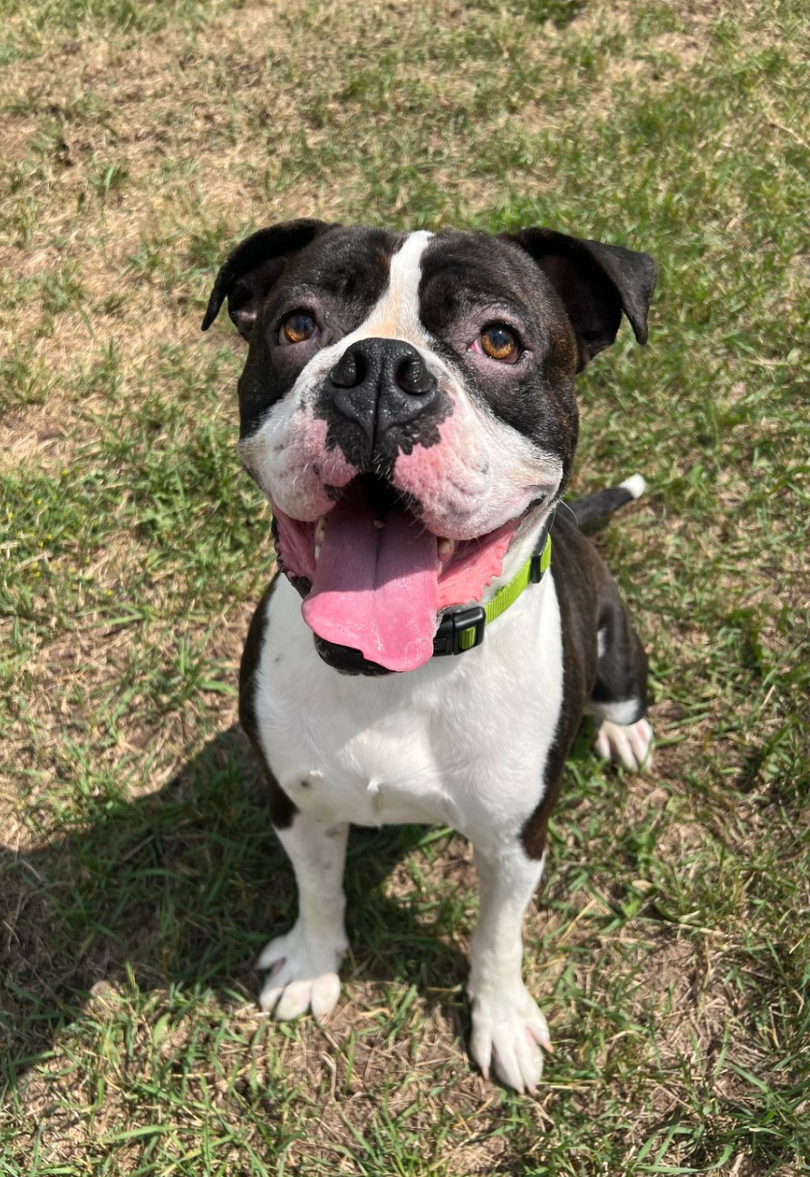 Drago - FOSTER OR ADOPT ME!!, an adoptable Boxer in Shakopee, MN, 55379 | Photo Image 3