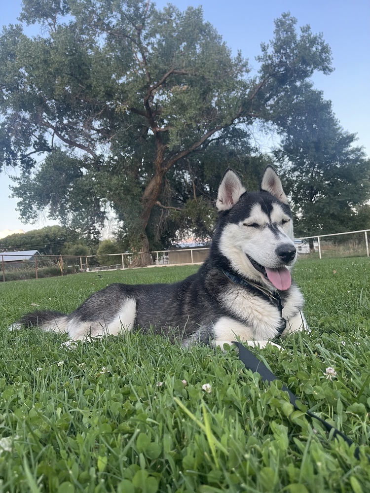 Galileo, an adoptable Husky in Albuquerque, NM, 87120 | Photo Image 1